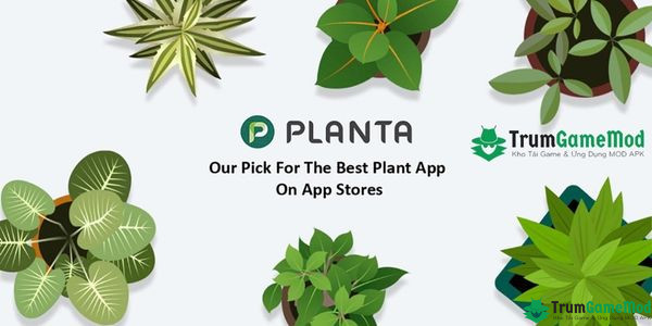 Planta